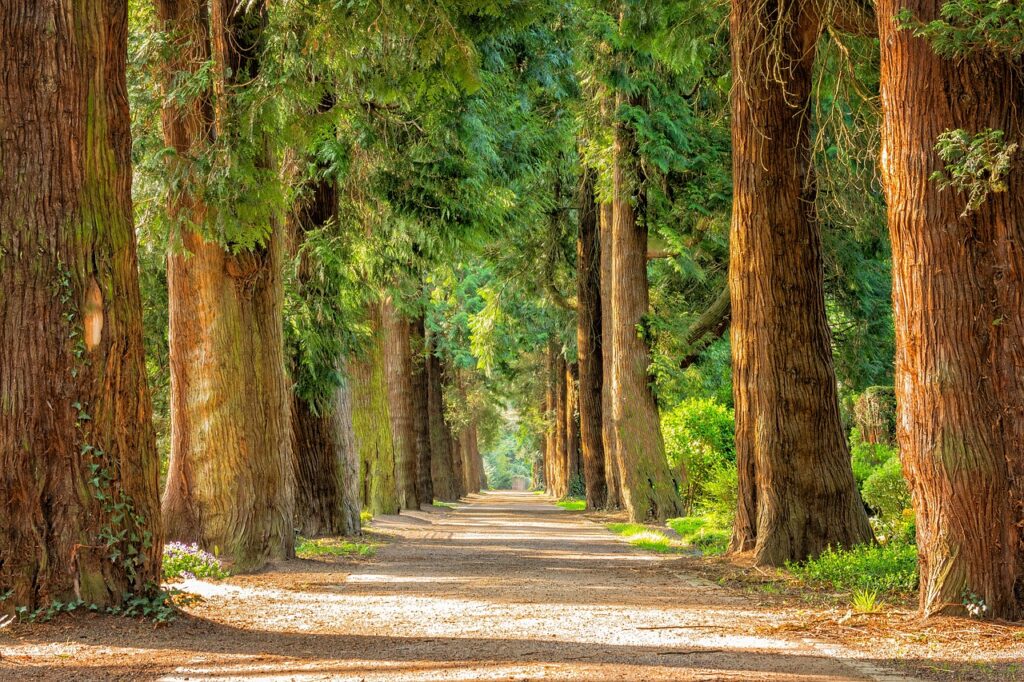 avenue, trees, tree lined, path, trail, forest, woods, woodlands, away, nature, park, idyllic, tree trunks, landscape, rural, countryside, trees, trees, forest, forest, forest, nature, nature, nature, nature, nature, park, landscape