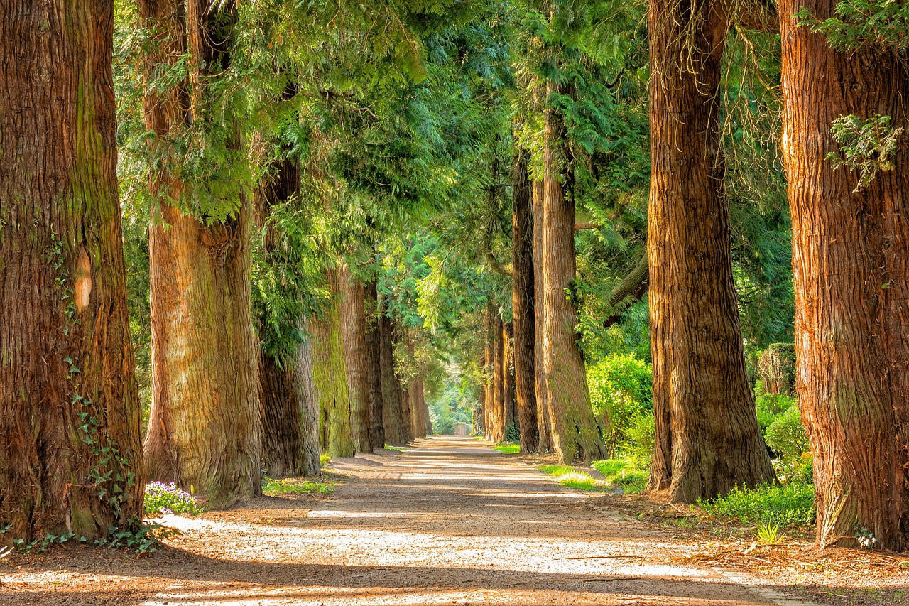 avenue, trees, tree lined, path, trail, forest, woods, woodlands, away, nature, park, idyllic, tree trunks, landscape, rural, countryside, trees, trees, forest, forest, forest, nature, nature, nature, nature, nature, park, landscape