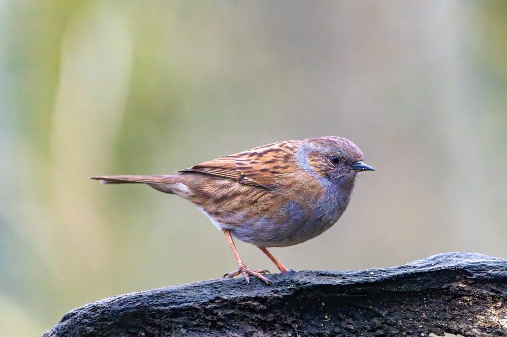dunnock, ornithology, songbird, hd wallpaper, animal, prunella modularis, nature, wildlife, bird photography, winter, bird watching, full hd wallpaper, 4k wallpaper, laptop wallpaper