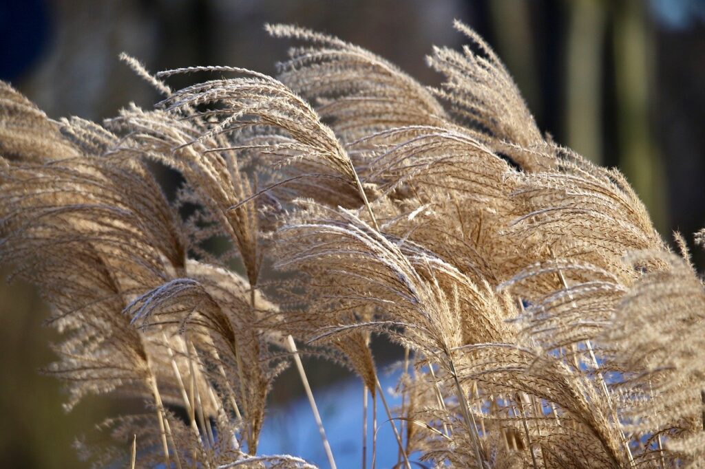 chinese reed, miscanthus, elephant grass, dry, grass, inflorescences, plants, nature