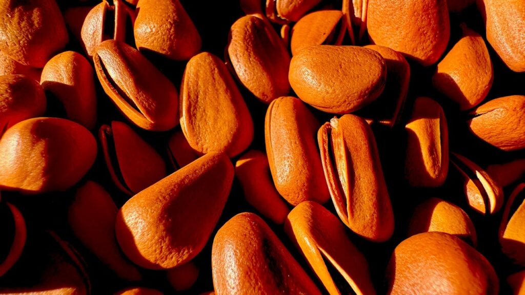 pine nuts, food, healthy, tasty, husk, nut, close up