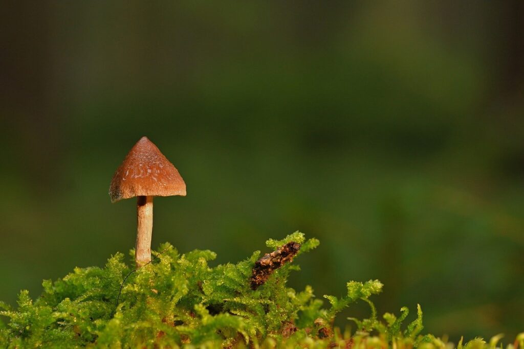 mushroom, moss, fungus, forest, forest floor, close up, spore, forest mushroom, nature, slats