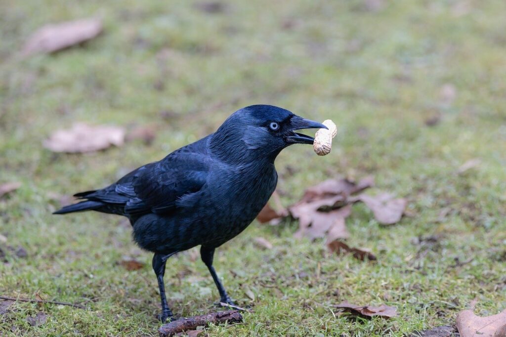 bird, crow, park, animal, grass, nature, bird watching, ornithology, carrion crow, corvus corone, black bird, bird food, peanuts, plumage, winter