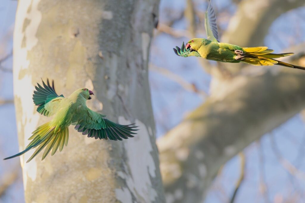 parakeet, bird, animal, ring-necked parakeet, feathers, plumage, wildlife, nature, parrot, green bird, beak, tropical, ornithology, bird watching, tree, bird food, exotic, birdwatching, flying birds