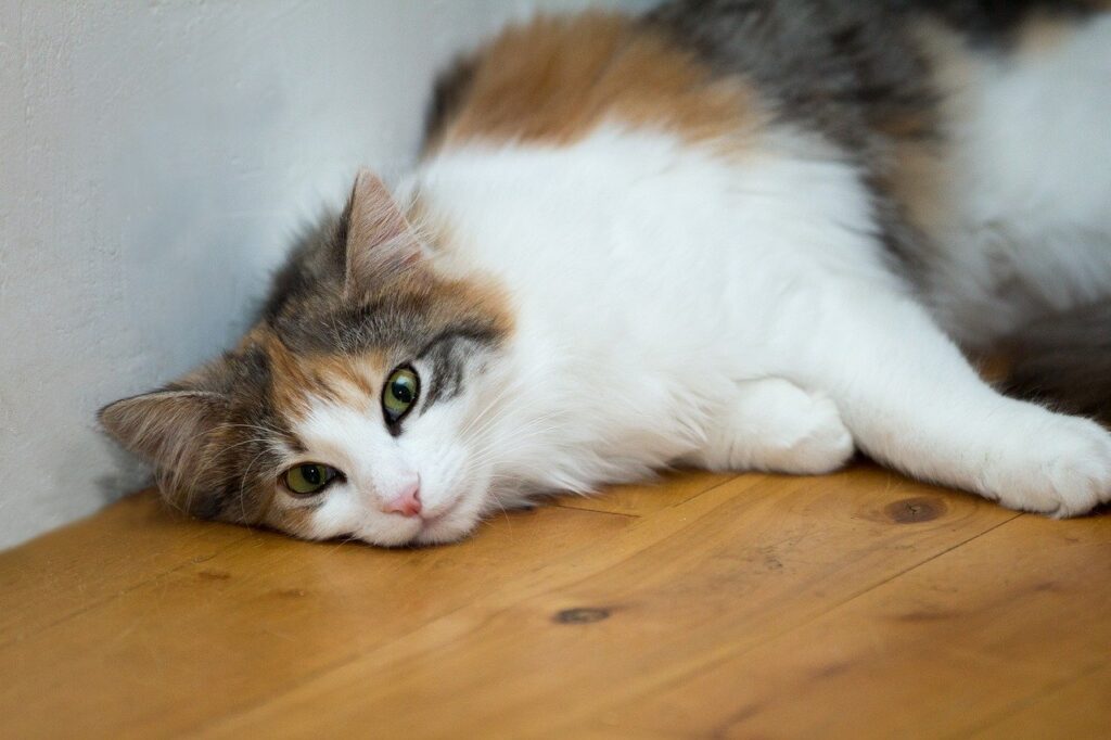 cat, animal, kitten, mammal, feline, domestic, pet, nature, cute, furry