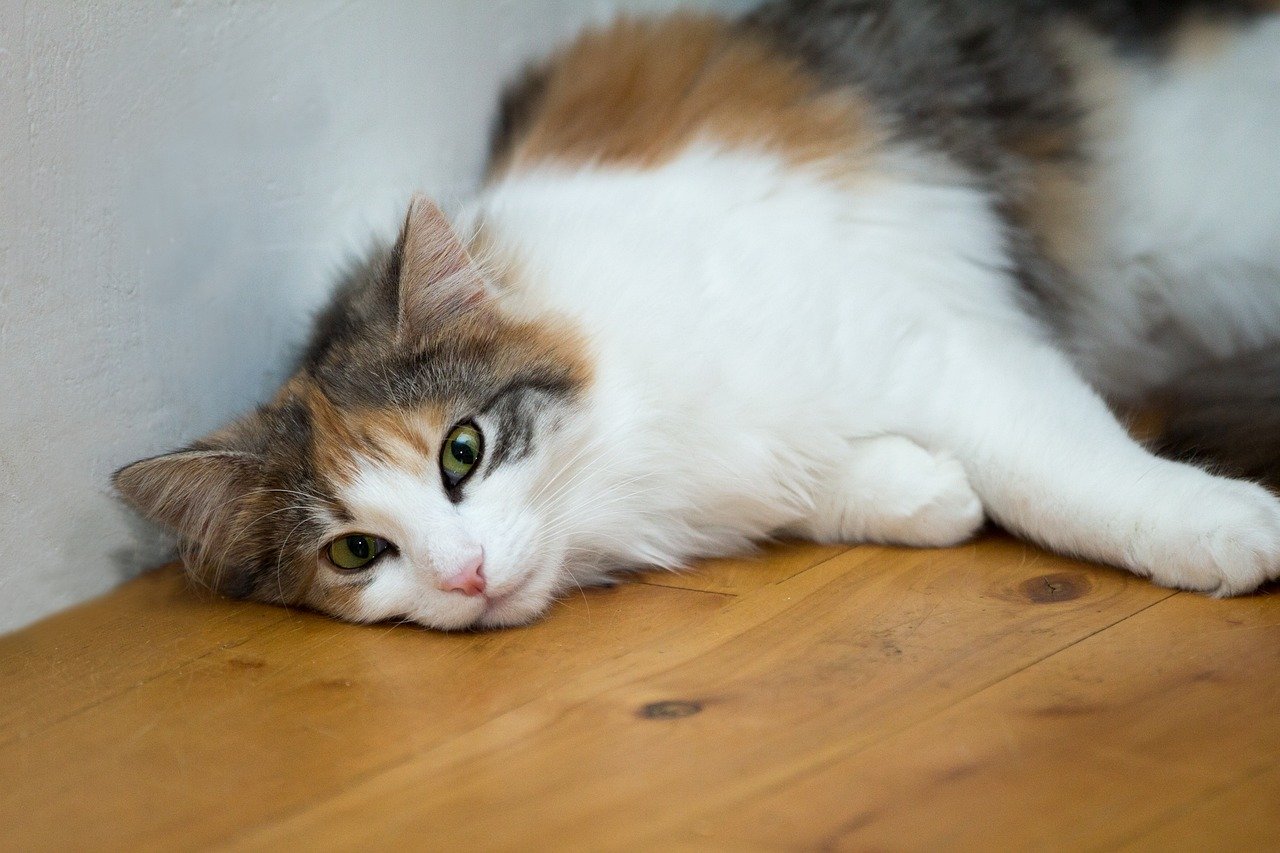 cat, animal, kitten, mammal, feline, domestic, pet, nature, cute, furry