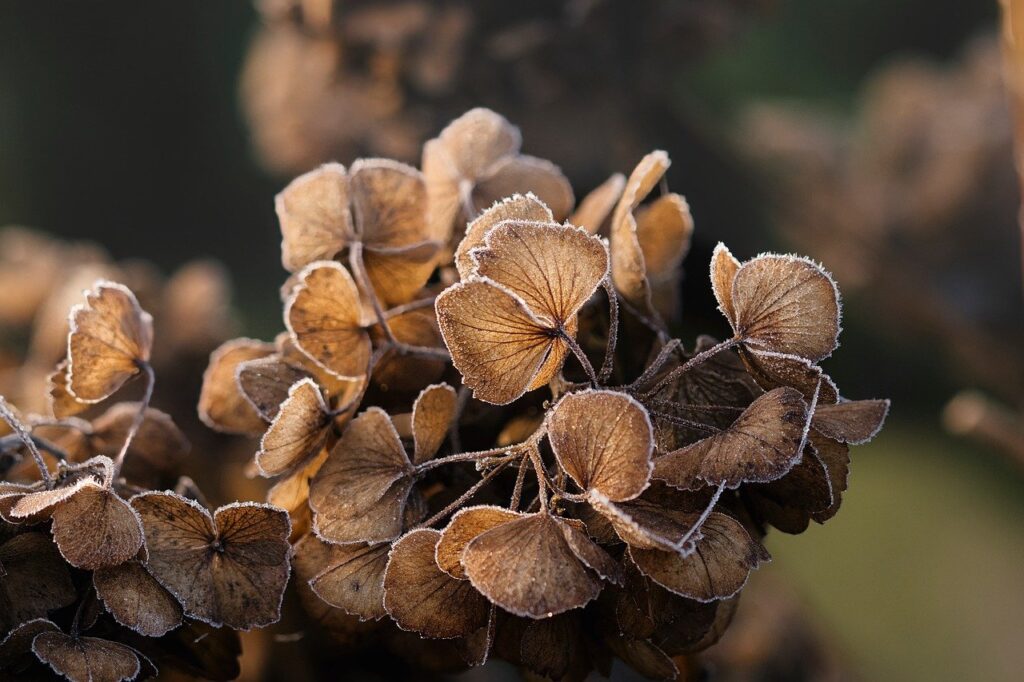 flower, winter, frost, frozen, cold, ice, wintry, hoarfrost, autumn, branch