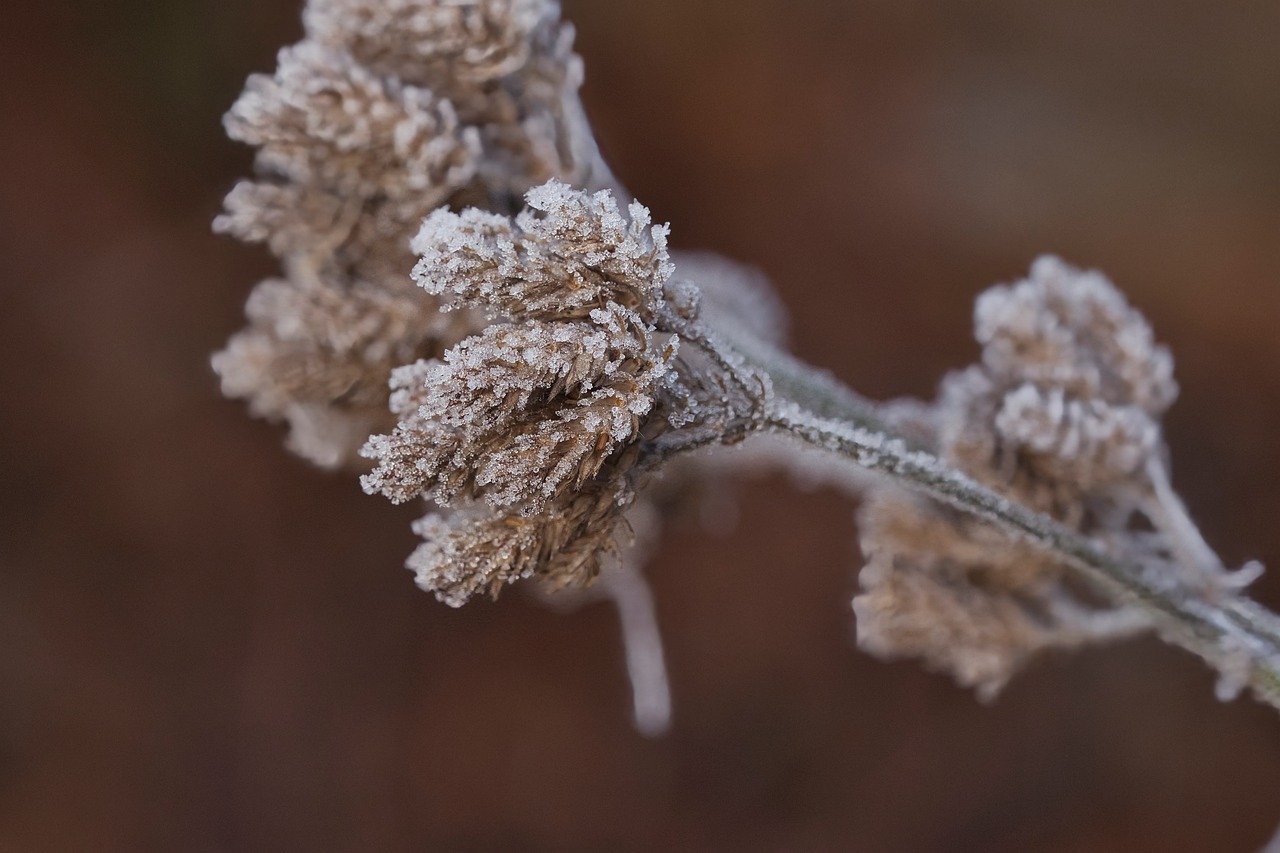 plant, leaves, frost, winter, nature