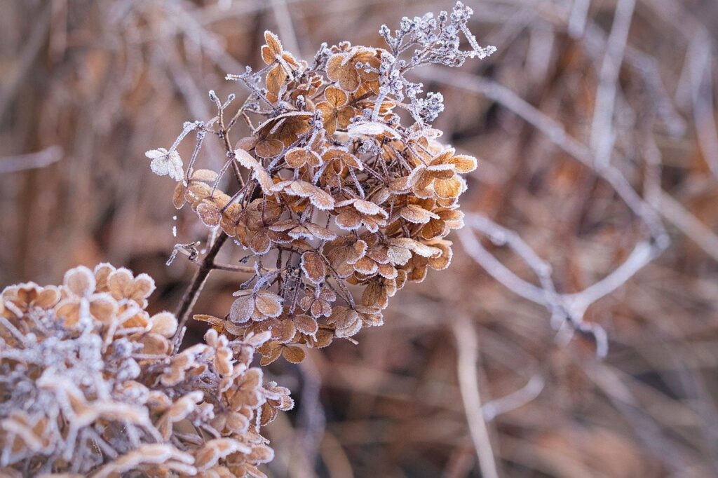flower, winter, frost, frozen, cold, ice, wintry, hoarfrost, autumn, branch