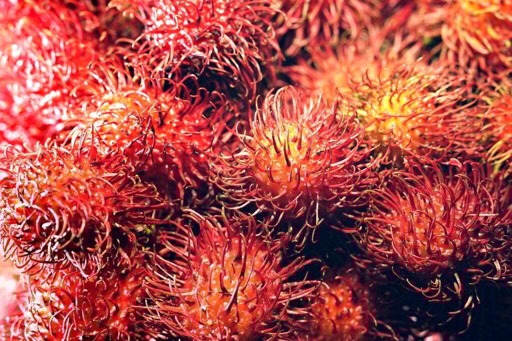 rambutan, fruits, food, ripe, fresh, organic, healthy, nutrition, tasty, delicious