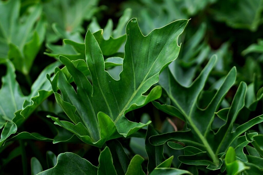 philodendron, leaves, plant, foliage, greenery, green, nature, closeup