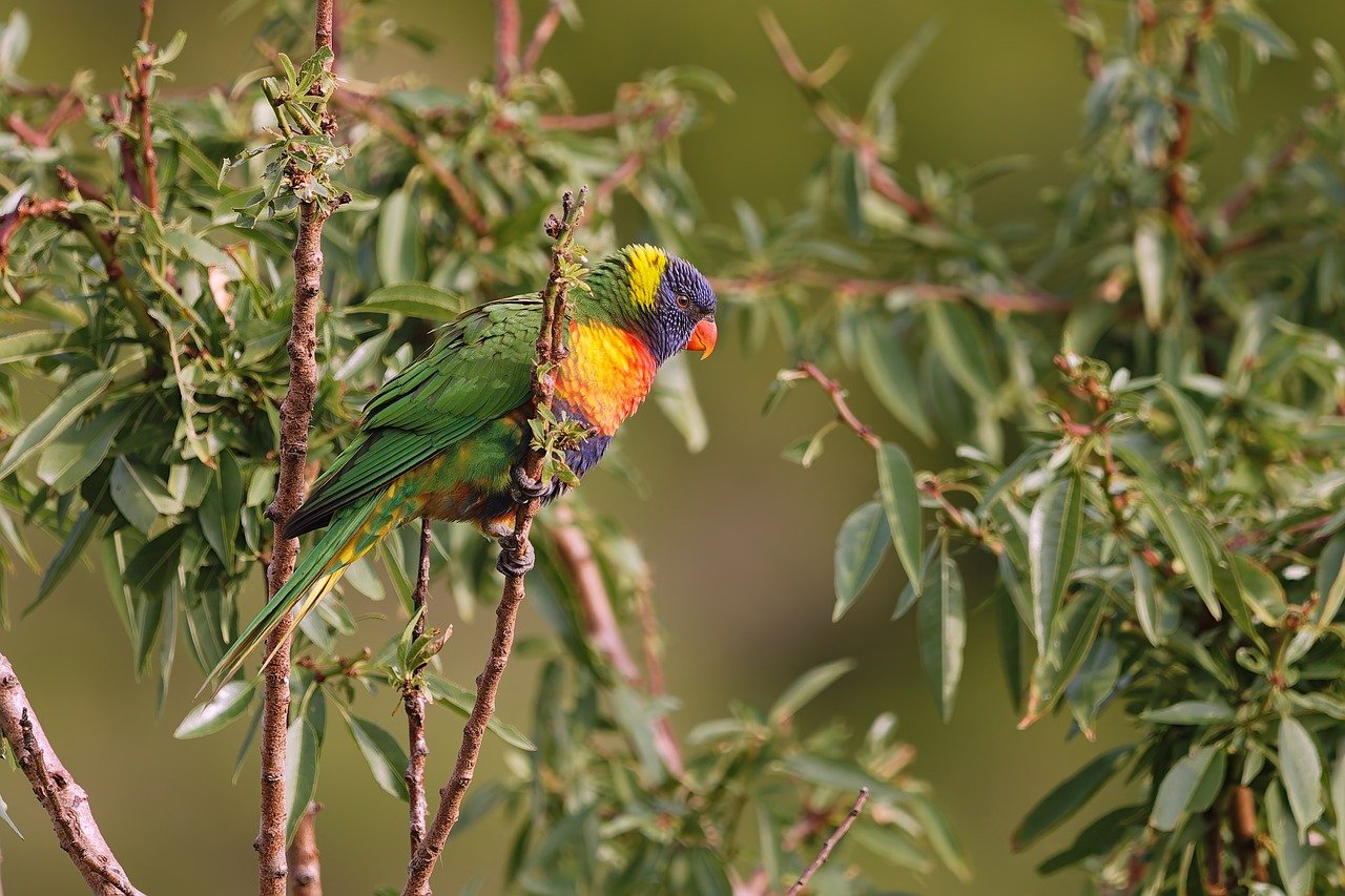 rainbow lorikeet, parrot, lorikeet, nature, wildlife, colourful, animal, wild, tree, perched, bird