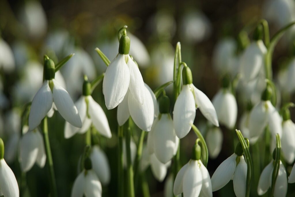 snowdrops, flowers, february, flower background, beautiful flowers, nature, spring, flower wallpaper, flora, closeup