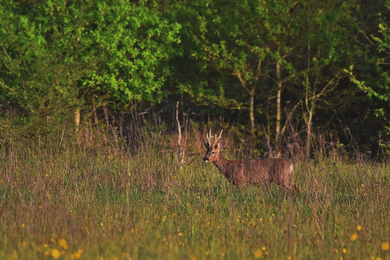 roe deer, nature, animal, forest, wildlife