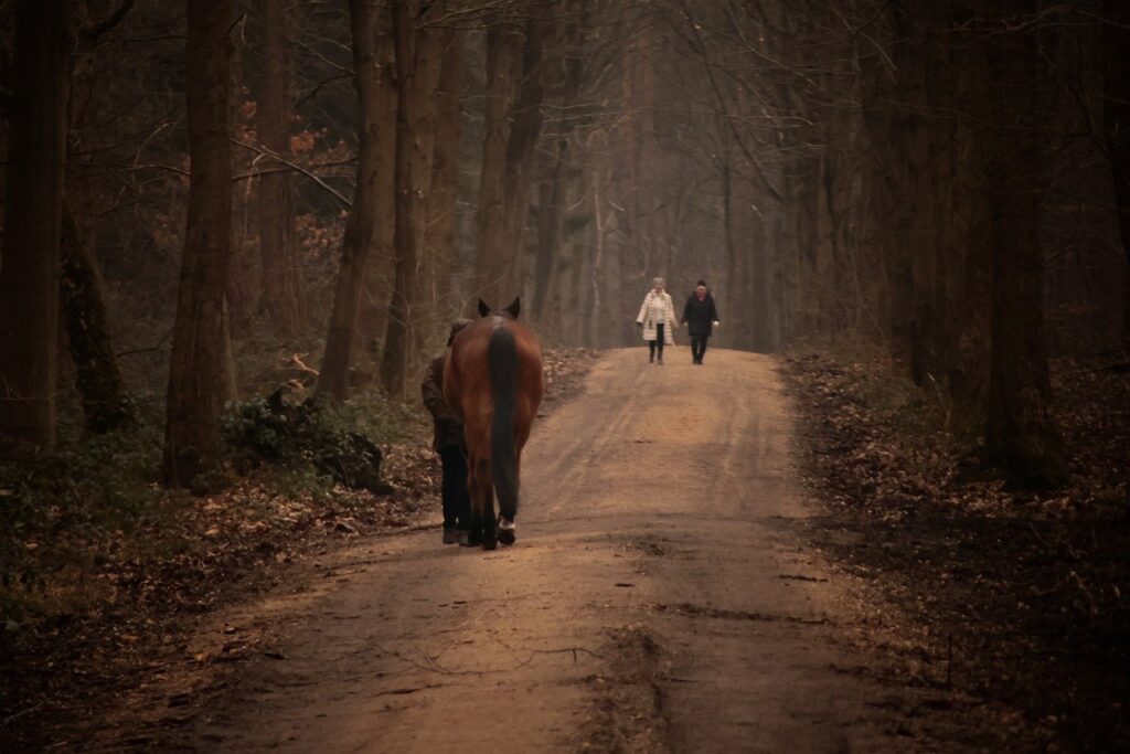 walk, horses, path, forest, nature, landscape