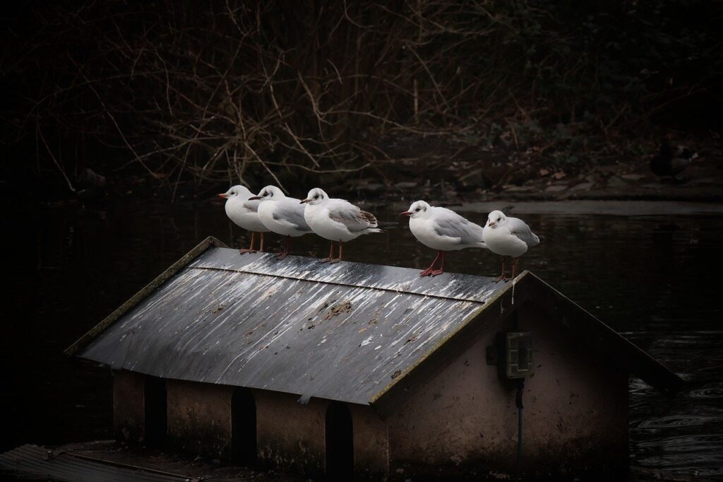 seagulls, birds, animals, pond, wildlife, nature