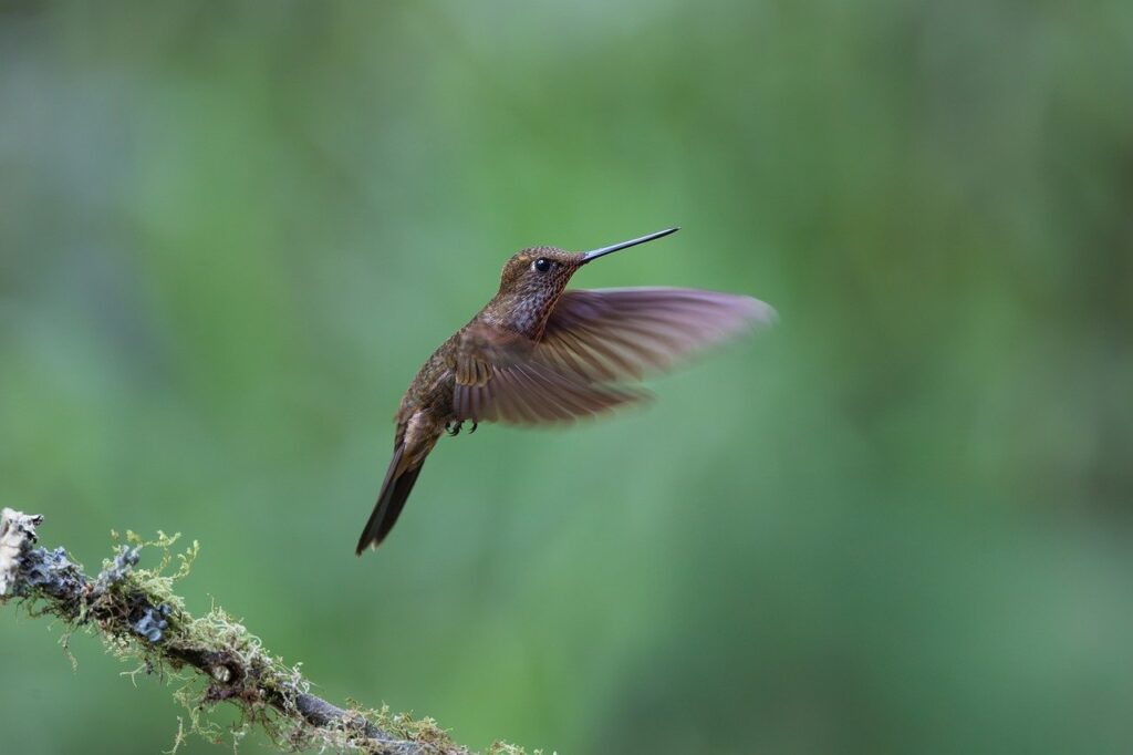 hummingbird, bird, fauna, nature, exotic bird, tropical bird, rainforest, jungle, equator, south america, biodiversity, closeup, natural background, colorful bird, wildlife, ornithology, bird watching