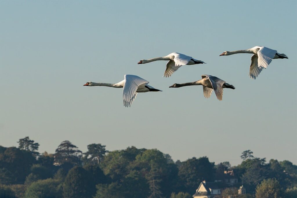 swans, birds, waterfowls, nature, fauna, ornithology, avian, species, flight, sky, migration