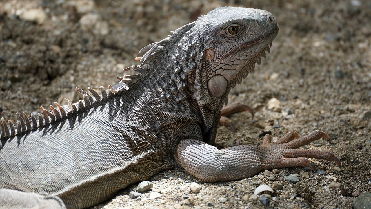 iguana, lizard, reptile, nature, wildlife, creature, caribbean, beach, island, travel, tropical, sand, animal, species, us virgin islands, st croix