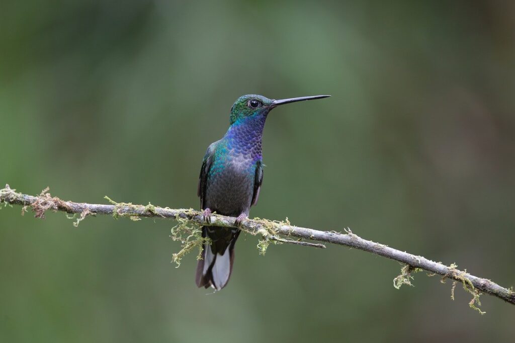 hummingbird, bird, fauna, nature, tropical, forest, plugged, perch, long beak, colorful plumage, iridescent, green, blue, biodiversity, animal photography, exotic, savage, rainforest, equator, south america, ornithology