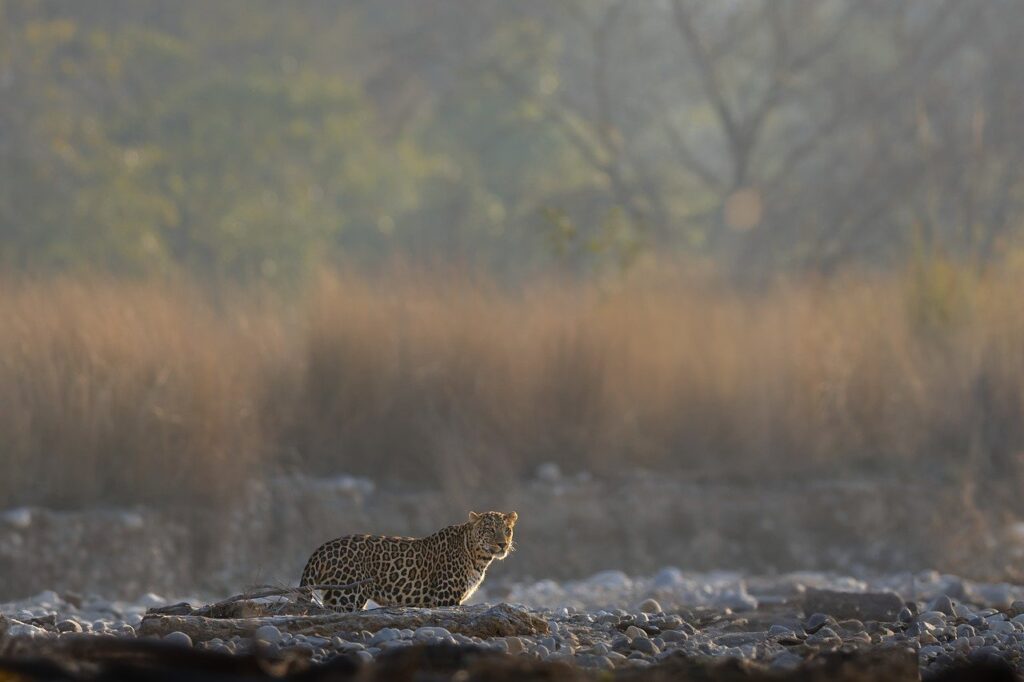 leopard, nature, wildlife, mammal, wilderness, safari, predator, wild, feline, hunter