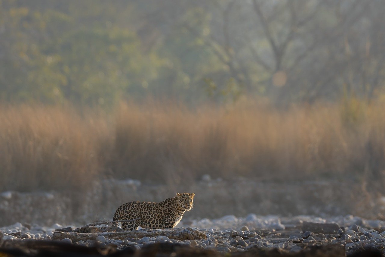 leopard, nature, wildlife, mammal, wilderness, safari, predator, wild, feline, hunter