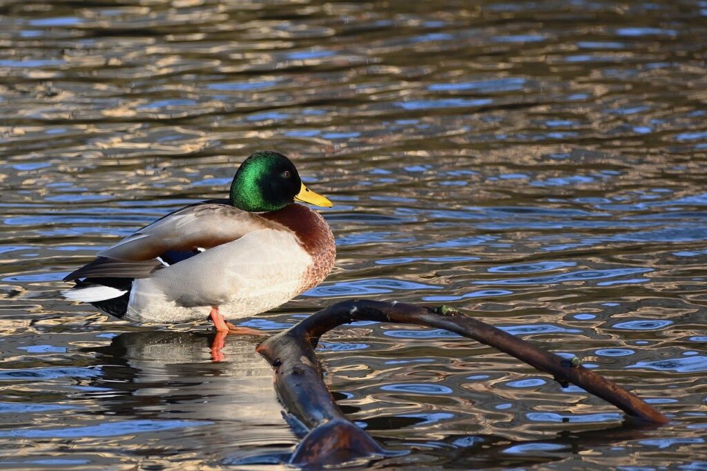 mallard, duck, water bird, plumage, lake, nature, drake, winter, frost