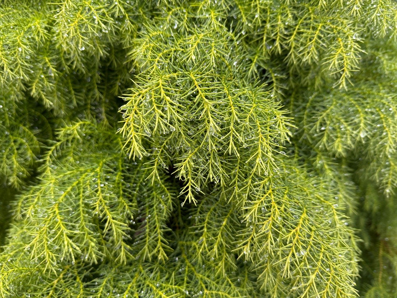 leaves, cool backgrounds, full hd wallpaper, desktop backgrounds, plant, floral background, wallpaper hd, free wallpaper, green, mac wallpaper, windows wallpaper, free background, drops, beautiful wallpaper, wallpaper 4k, 4k wallpaper, hd wallpaper, 4k wallpaper 1920x1080, nature, branches, laptop wallpaper, background