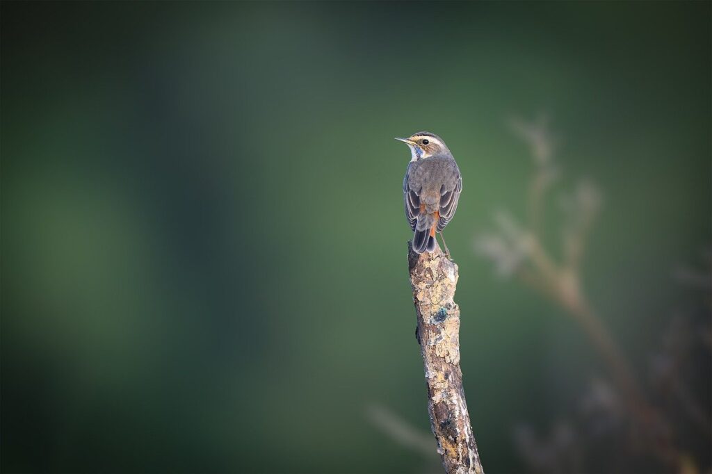 bird, animal, feathers, plumage, wildlife, nature, ornithology, avian, beak, perched, tree, wild, species, forest