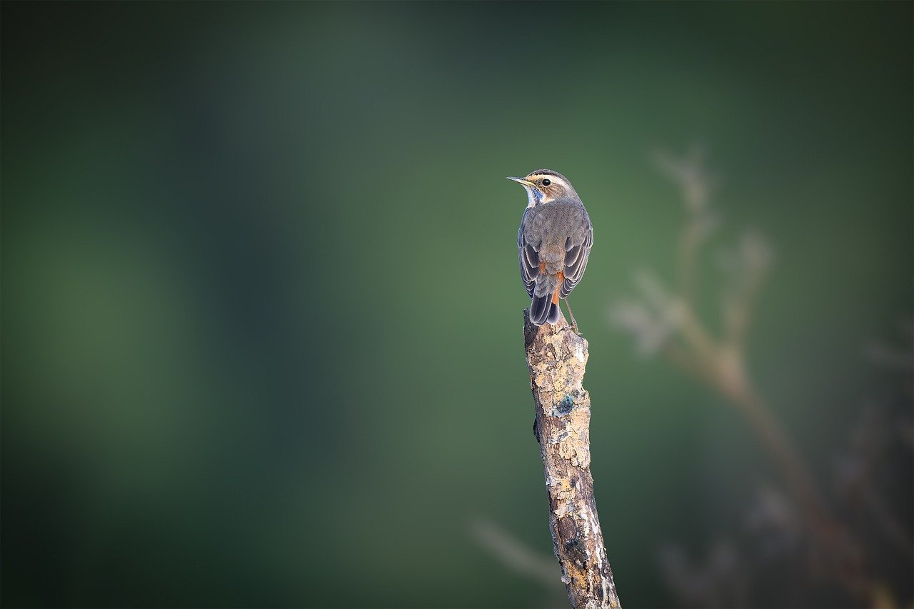 bird, animal, feathers, plumage, wildlife, nature, ornithology, avian, beak, perched, tree, wild, species, forest