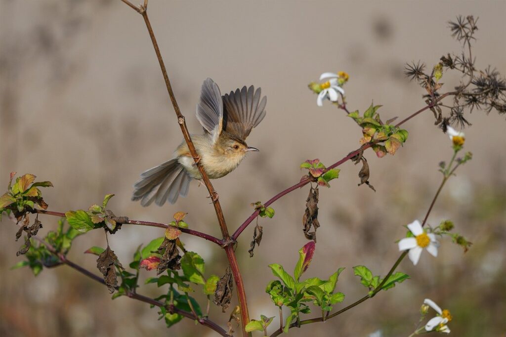 prinia, bird, animal, feathers, plumage, wildlife, nature, ornithology, avian, beak, perched, tree, wild, forest