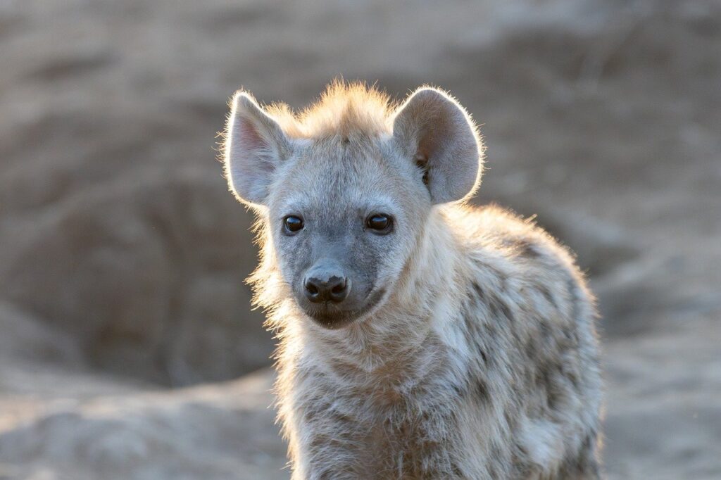hyena, cub, animal, predator, wildlife, backlight, nature, baby animal, africa, fur