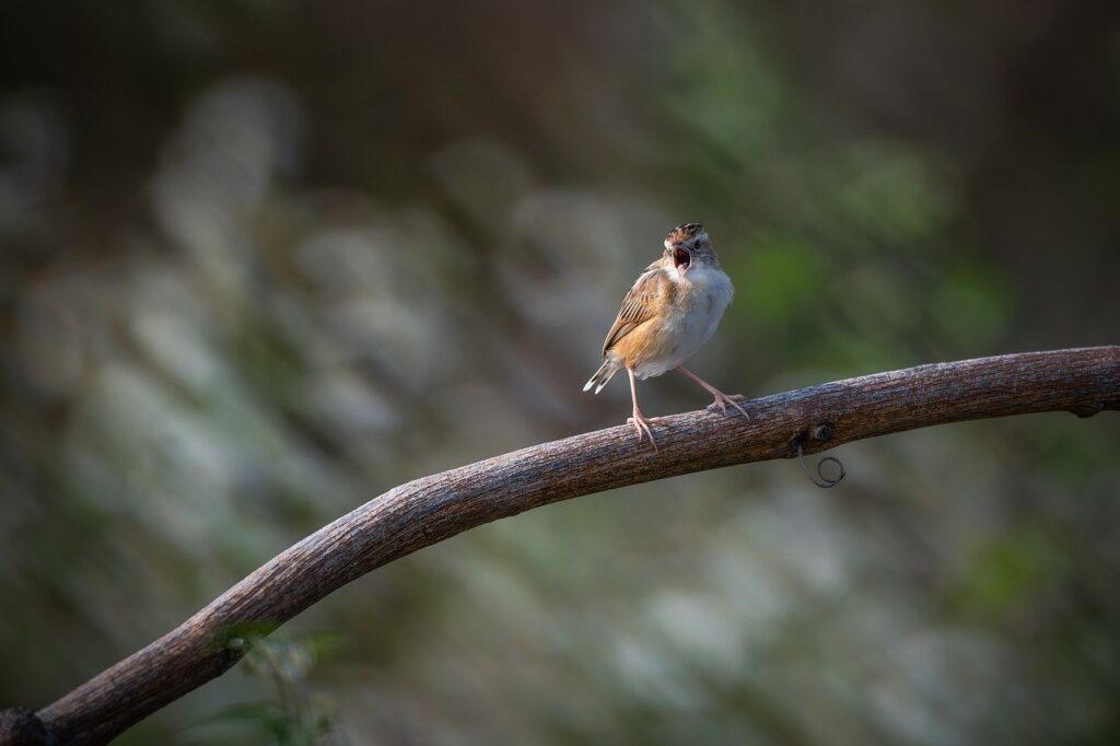 bird, animal, wildlife, avian, beak, feathers, plumage, perched, tree, nature, birdwatching, ornithology