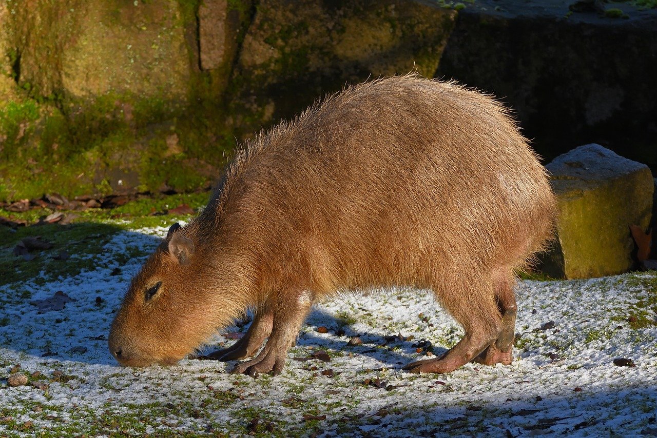 capybara, animal, wildlife, rodent, mammal, herbivores, nature, portrait