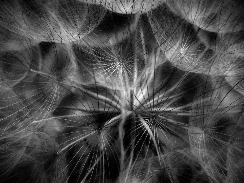 flower, flora, petals, art, beautiful flowers, nature, flower background, black, white, flower wallpaper, macro
