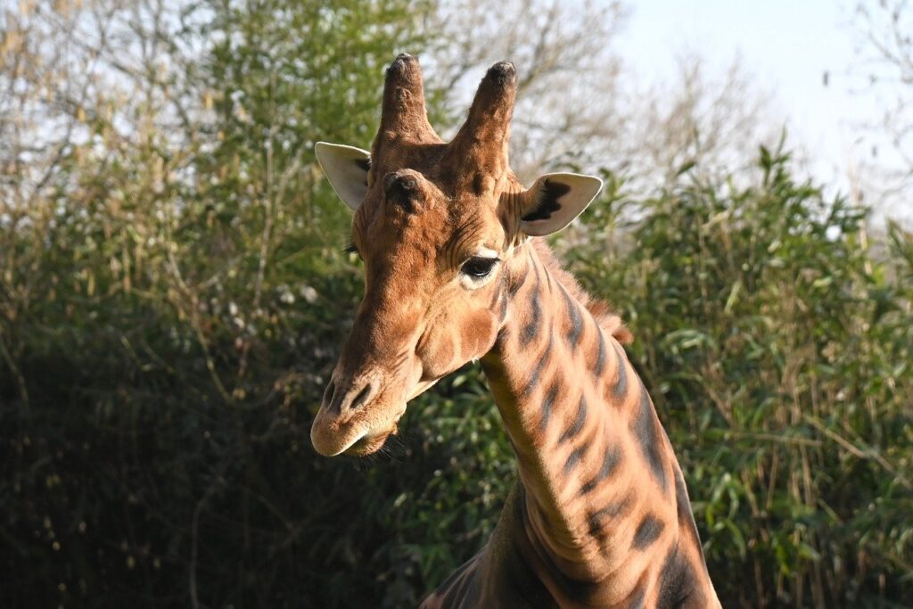 giraffe, animal, mammal, zoo, nature, herbivorous, ruminant