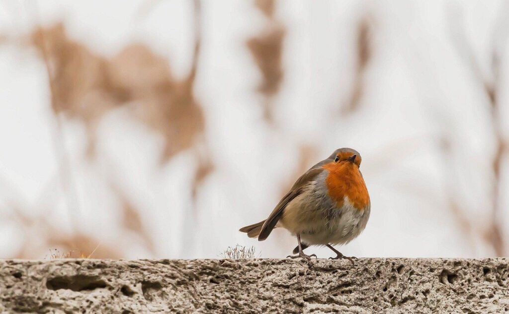 robin, bird, nature, hd wallpaper, animal, wildlife, outdoors, background, wallpaper