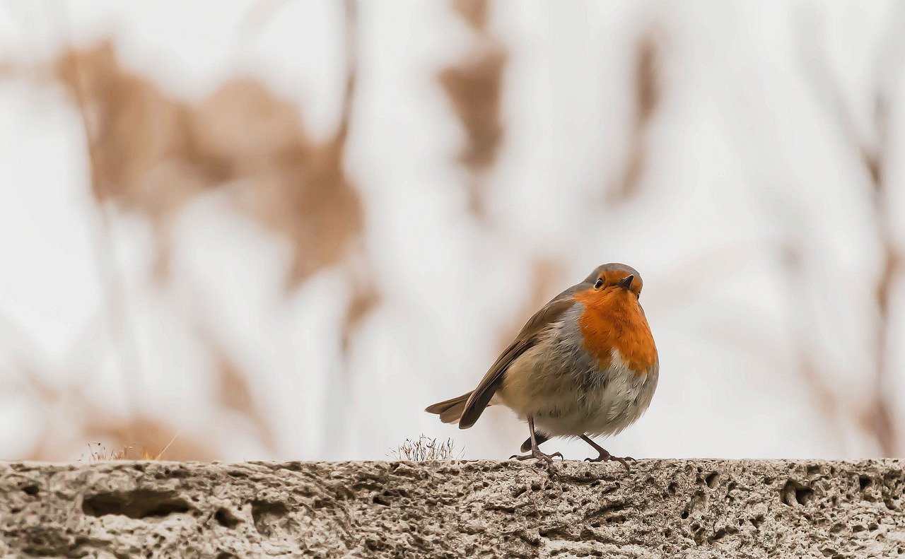 robin, bird, nature, hd wallpaper, animal, wildlife, outdoors, background, wallpaper