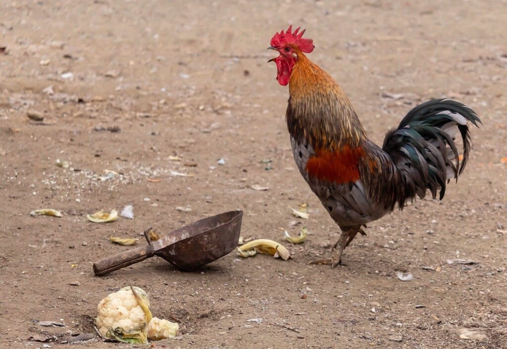 rooster, poultry, rural, chicken, animal, hd wallpaper, background, wallpaper