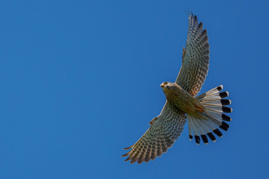 falcon, bird, nature, bird of prey, animal, wildlife, ornithology, kestrel, raptor, bird watching, flying