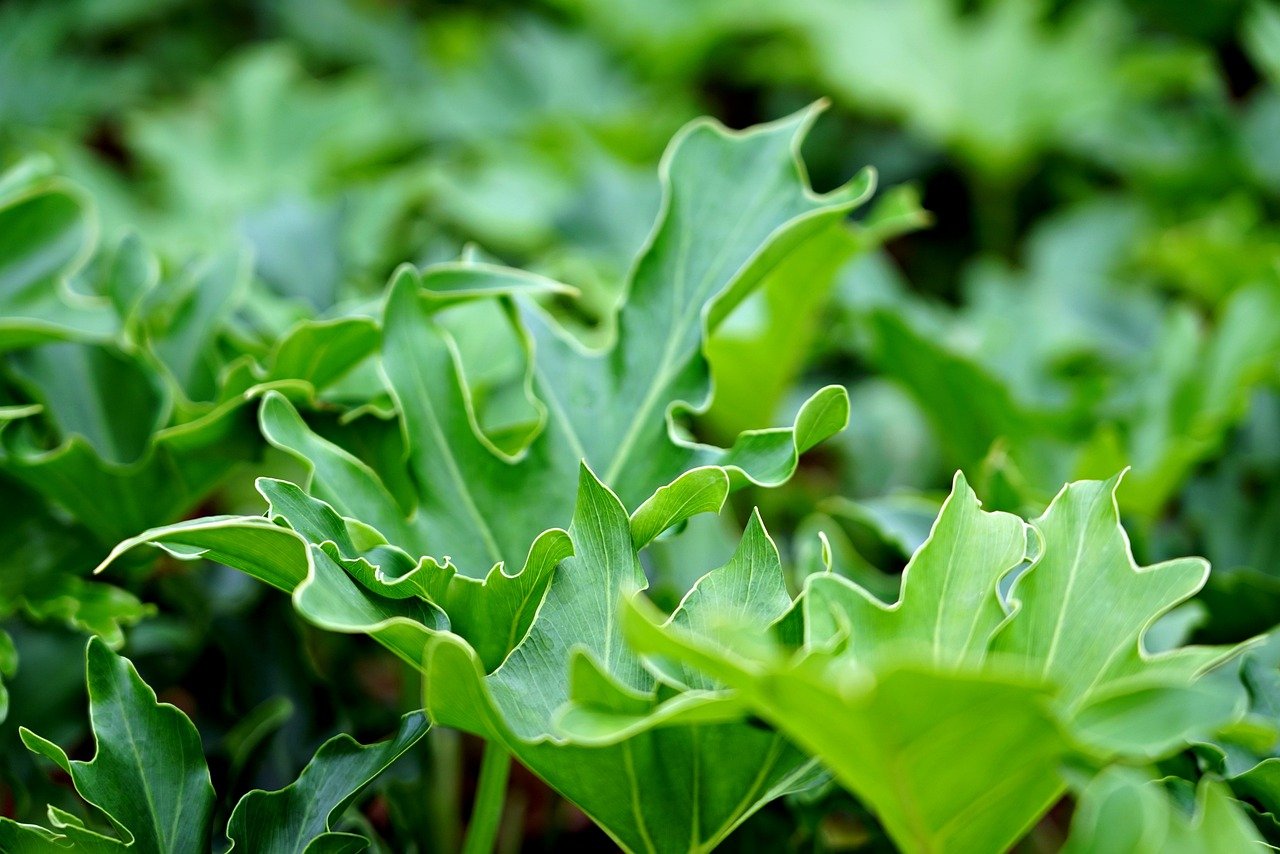 leaves, philodendron, nature, plant, green, exotic, big