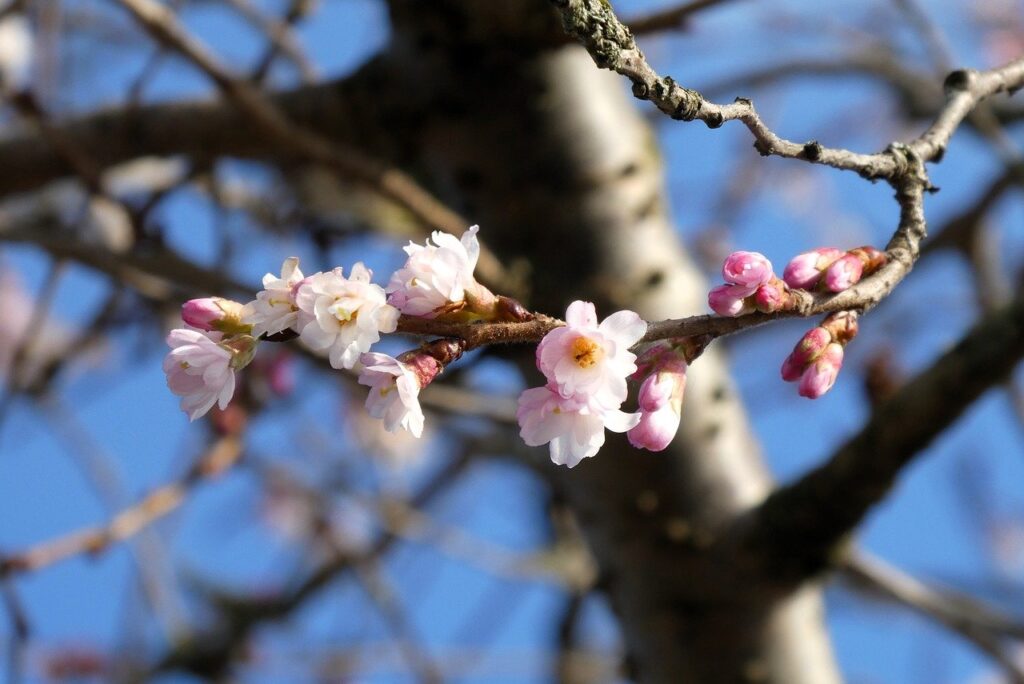 flowers, blossom, spring, bloom, trees, buttons, japanese blossom, nature