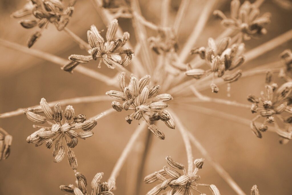 seeds, fruit, apiacea, frozen, winter, growth, macro, botany