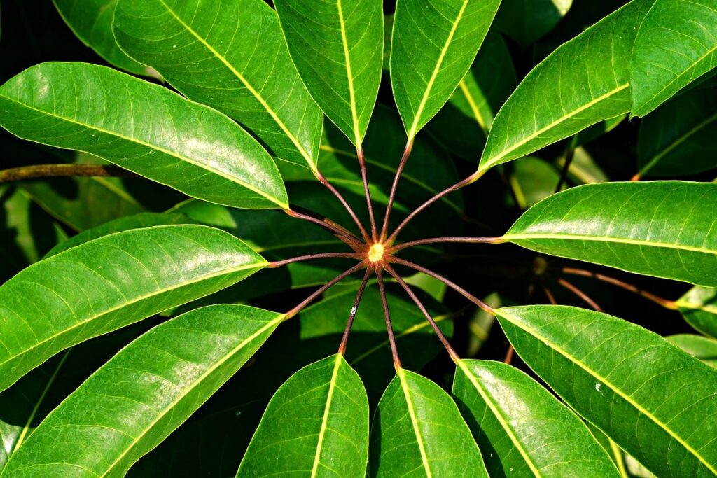 leaves, circular, tree, plant, umbrella tree, nature