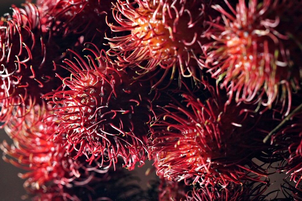 fruit, rambutan, food, red, fresh, healthy, organic