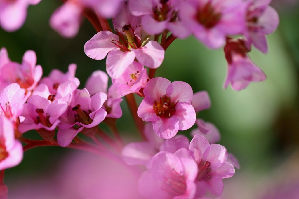 bergenie, bergenia, petals, inflorescence, nature, early bloomer, plant, glaive, pink, beautiful flowers, purple-red, purple
