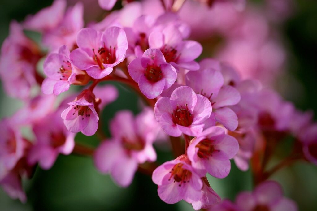 bergenie, nature, bergenia, petals, inflorescence, early bloomer, plant, pink, purple-red, purple, beautiful flowers