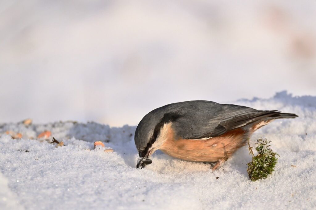 nuthatch, bird, animal, feathers, plumage, wildlife, nature, beak, ornithology, winter, snow, feed