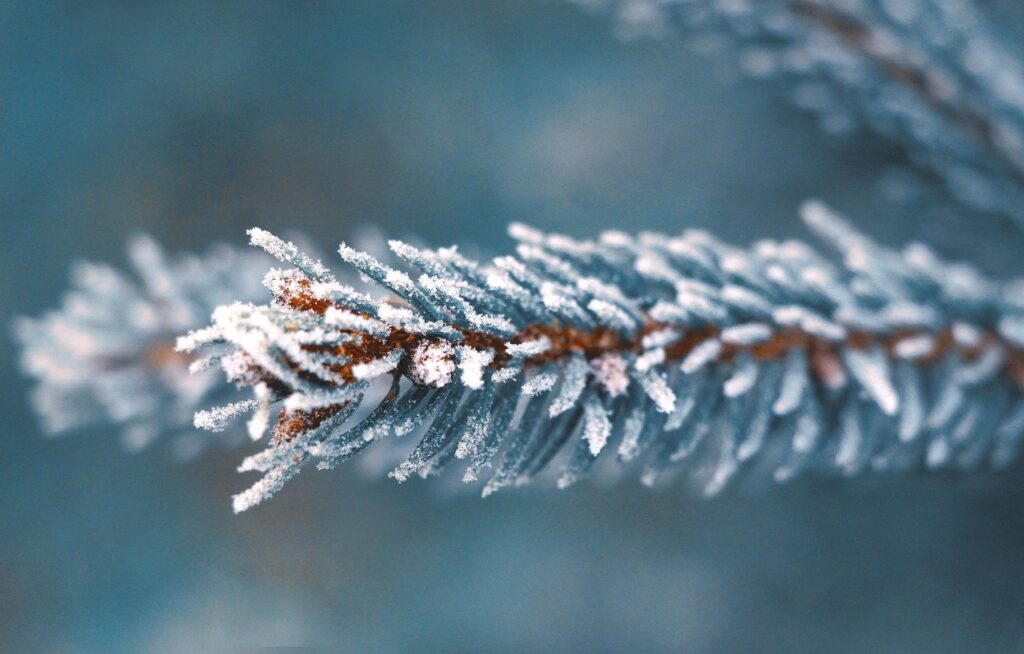 sprig, needles, winter, leaves, nature, spruce, frost