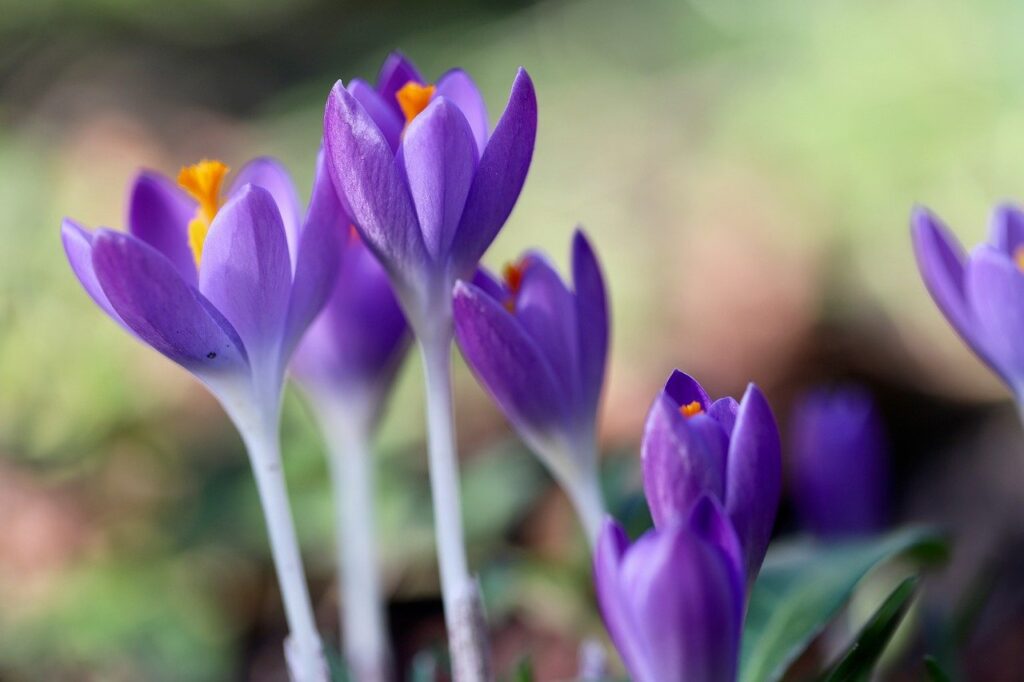 crocuses, crocus, early bloomer, calyxes, stamens, purple flowers, petals, signs of spring, beautiful flowers